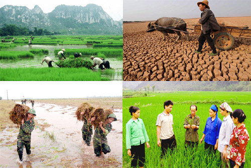 hỗ trợ phí bảo hiểm nông nghiệp