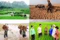 Hỗ trợ phí bảo hiểm nông nghiệp